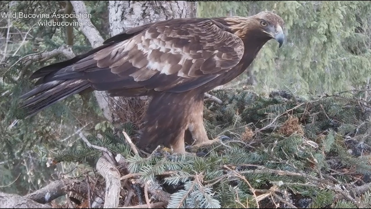 🔴Golden Eagle's Nest No. 1 - Cuibul nr.1 Acvila de munte - (Aquila chrysaetos) 2026