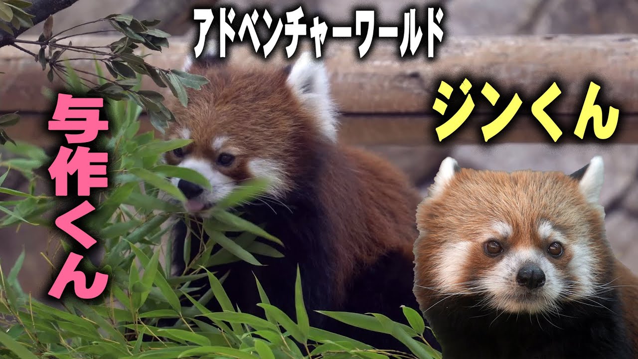 【与作君 ジンくんその後】まだ読めない行動・完全に慣れない?・アドベンチャーワールドのレッサーパンダ