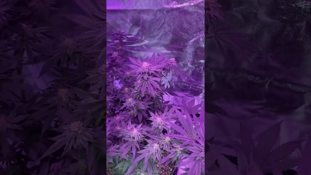 Black Cherry OG flower