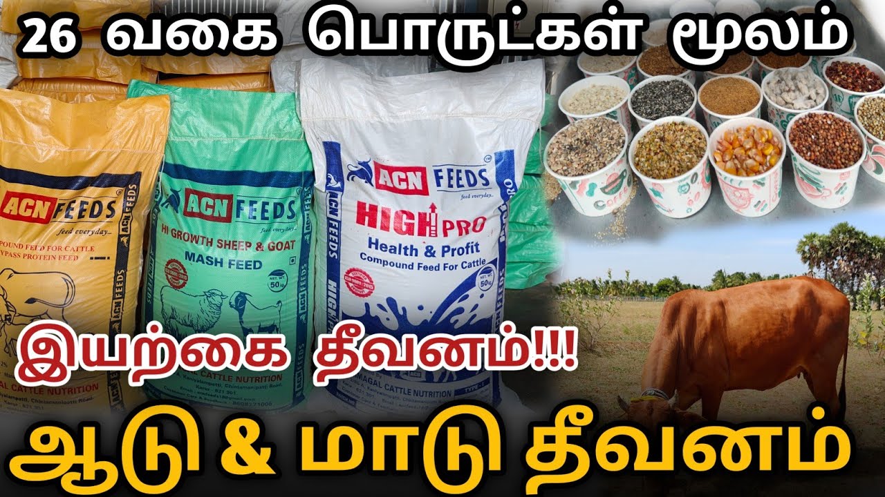 ஆடு மற்றும் மாடுகளுக்கான இயற்கை தீவனம் || Mattu thivanam || ACN Feeds