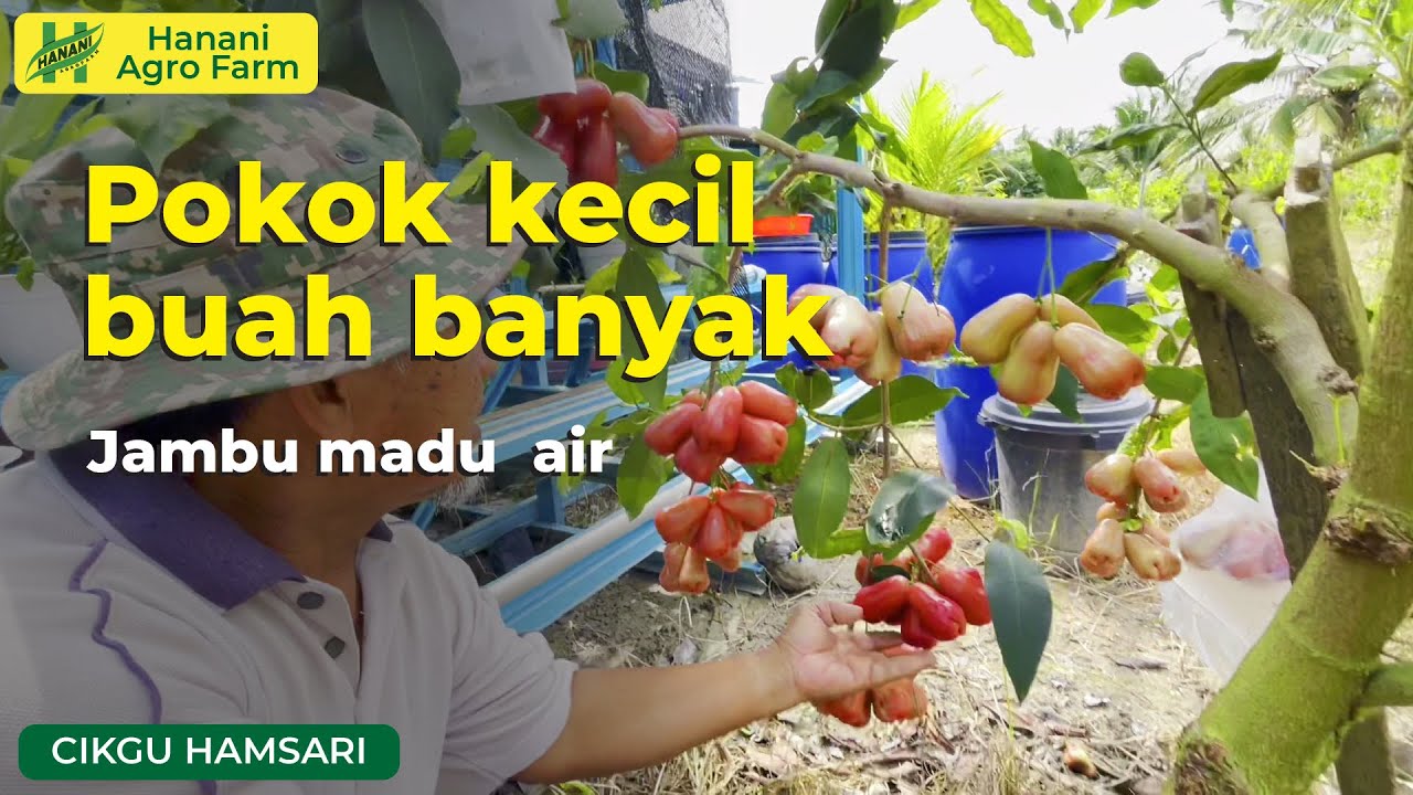 Pokok kecil buah banyak | Jambu Madu Air | Hanani Agro Farm
