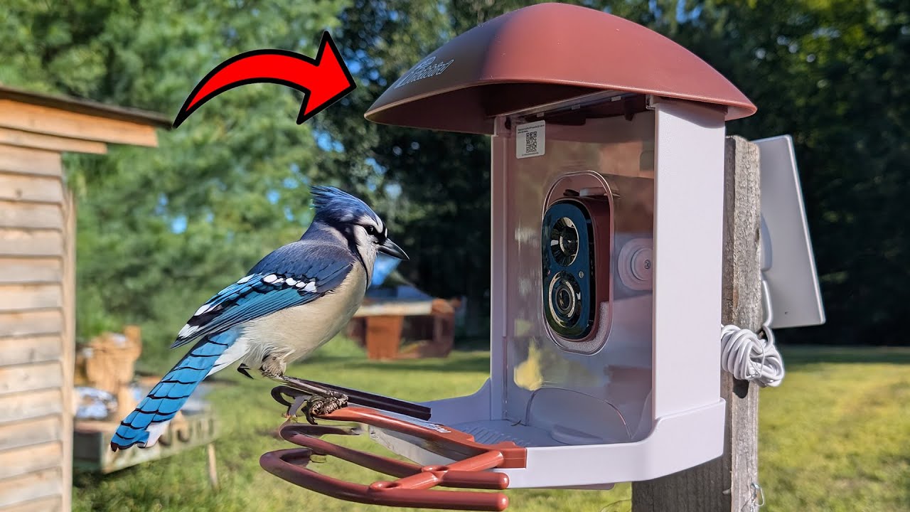 See Birds UP CLOSE With This Amazing Bird Feeder Camera!