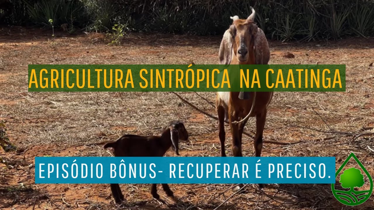 Agricultura sintrópica na Caatinga. Episódio bônus - Recuperar é preciso.