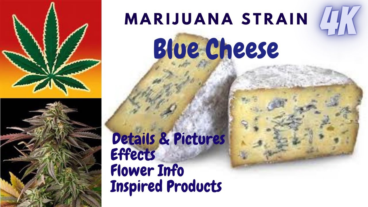 Blue Cheese Marijuana Flower Details & Pictures In 4K!