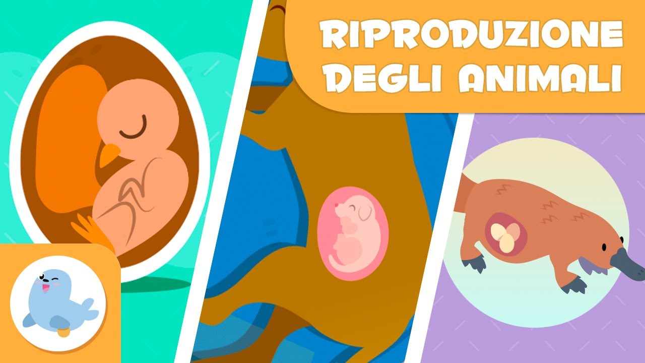 RIPRODUZIONE degli ANIMALI 🐶🐦 SESSUATA E ASESSUATA 🥚🤰🏻 OVIPARI, VIVIPARI E OVOVIVIPARI