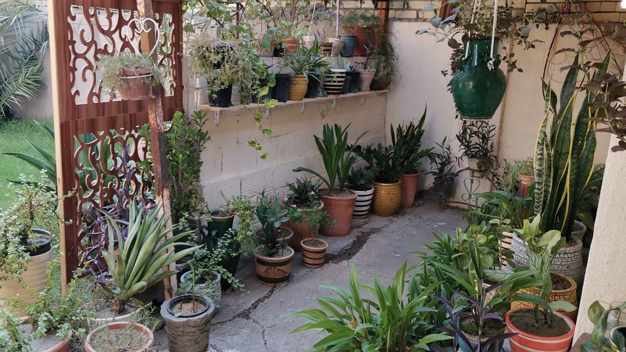 كيفية العنايه بالنباتات وكيفية تسميدها وفوائد الالوفيرا زراعه اللبلاب بالماء تجذير الزاميا 🌿🌿