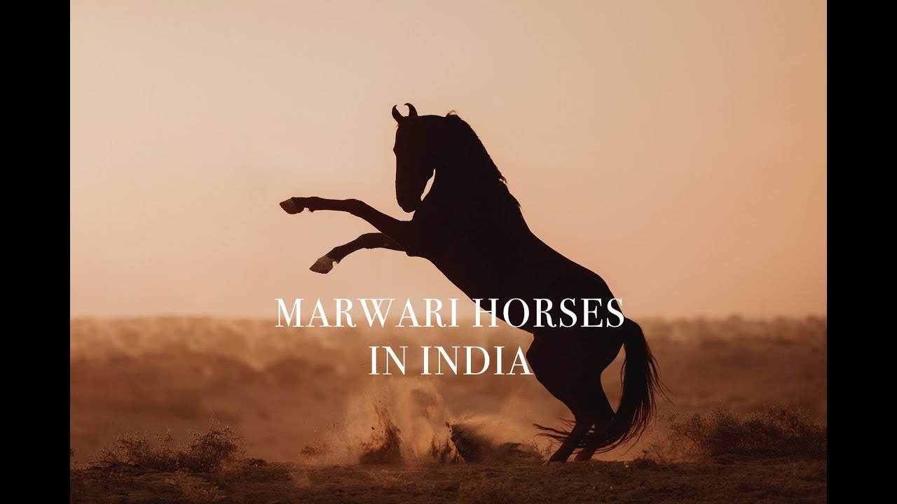 MARWARI Horses in INDIA - Horse Photography Tour