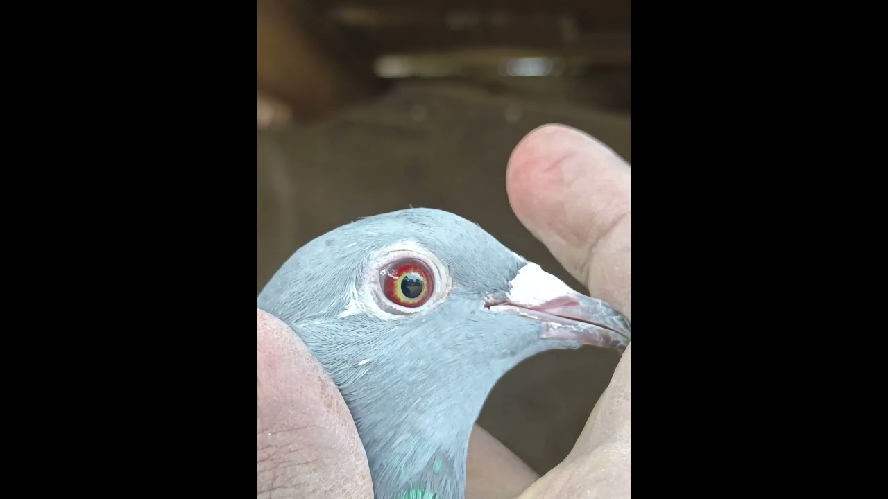 1500km winner eyes#extrme long distance racing pigeon#racing pigeon# like# subcribe