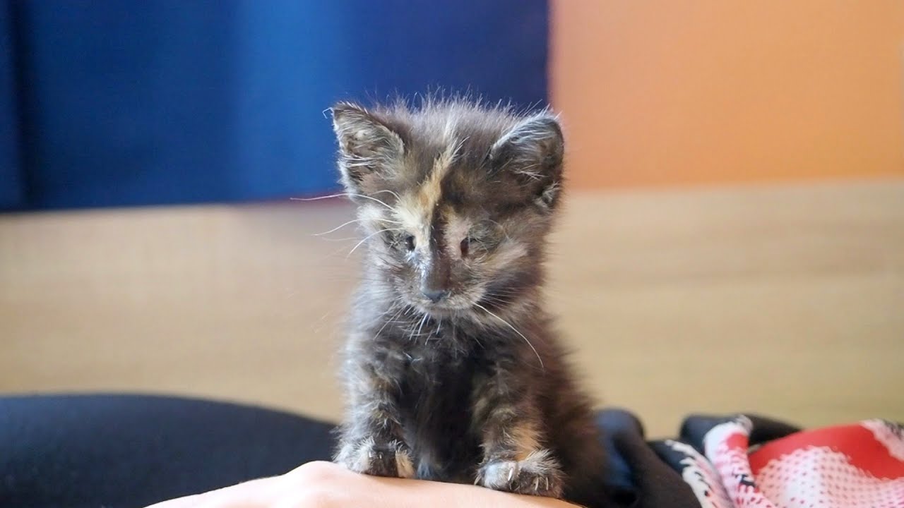 Kitten Who Doesn't See With Her Eyes But With Her Heart ❤️