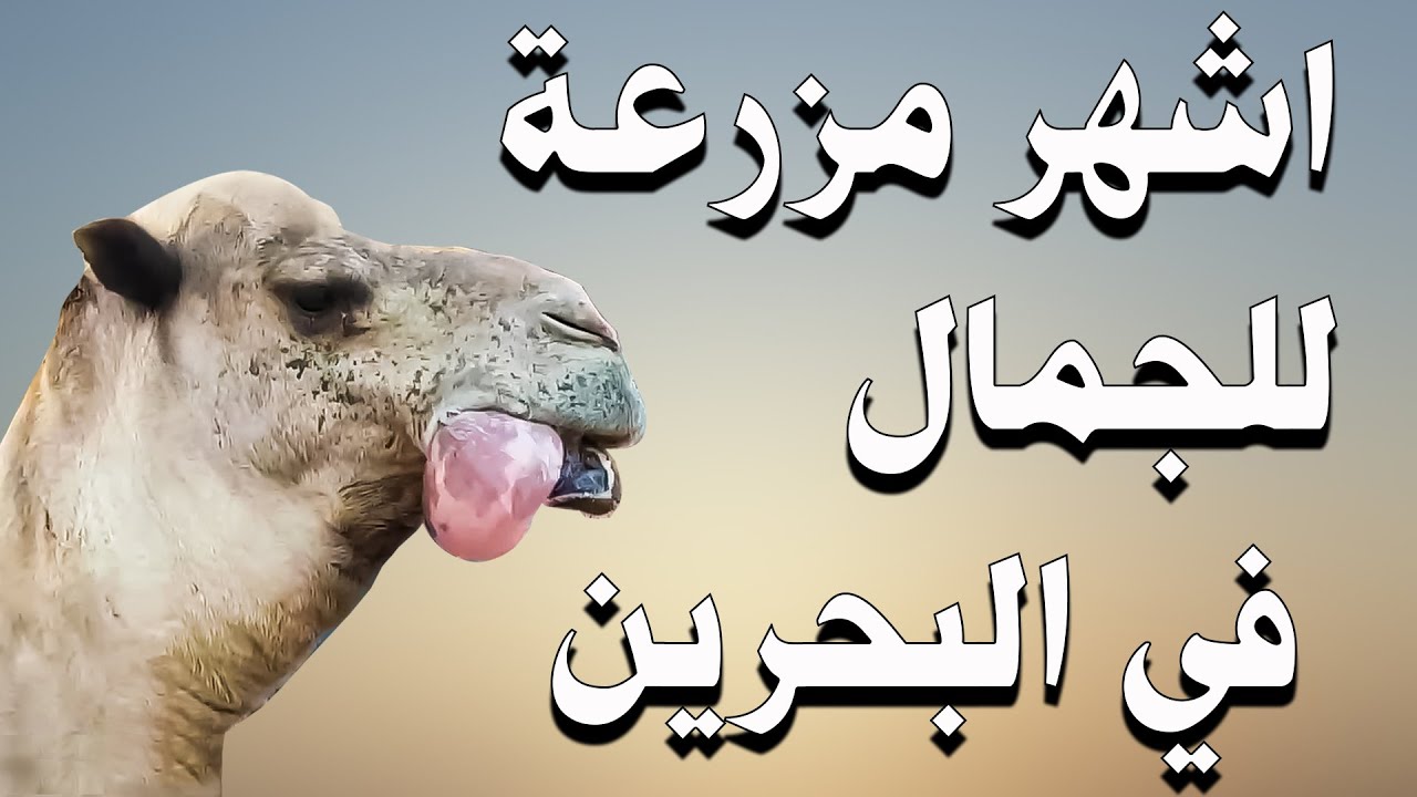 مزرعة الجمال الملكية | bahrain royal camel farm