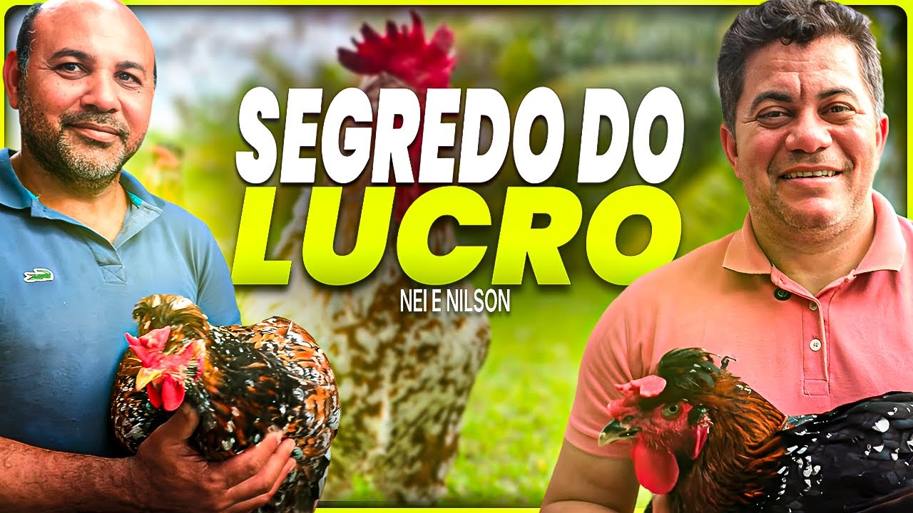 Do HOBBY à RENDA EXTRA: como ganhar R$2.000 por ave criando GALINHA BALÃO em casa