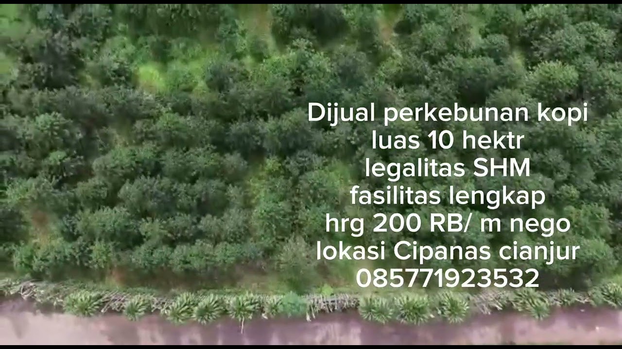 Dijual KBN kopi luas 10 ha,SHM hrg 200 RB / m cipanas cianjur 085771923532