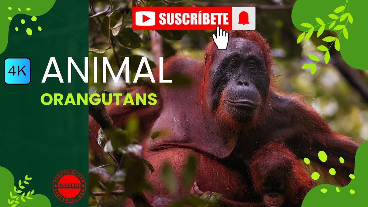 Orangutans of Borneo | Life in the Rainforest Canopy