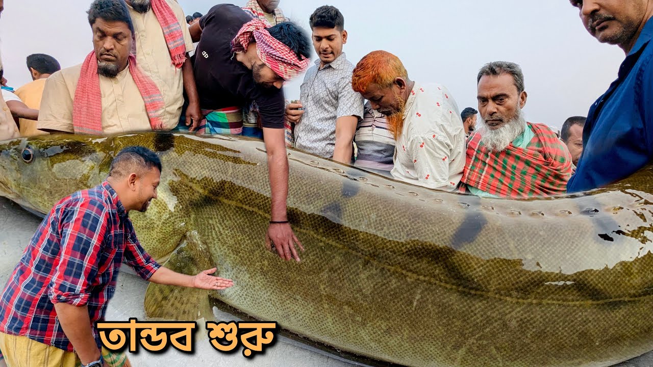 অনেকেই অপেক্ষাই ছিলেন!! কখন পদ্মার আসল রত্ন মোটা মোটা বাইম পাওয়া যাবে || dhaka dohar meghula ghat 🐟