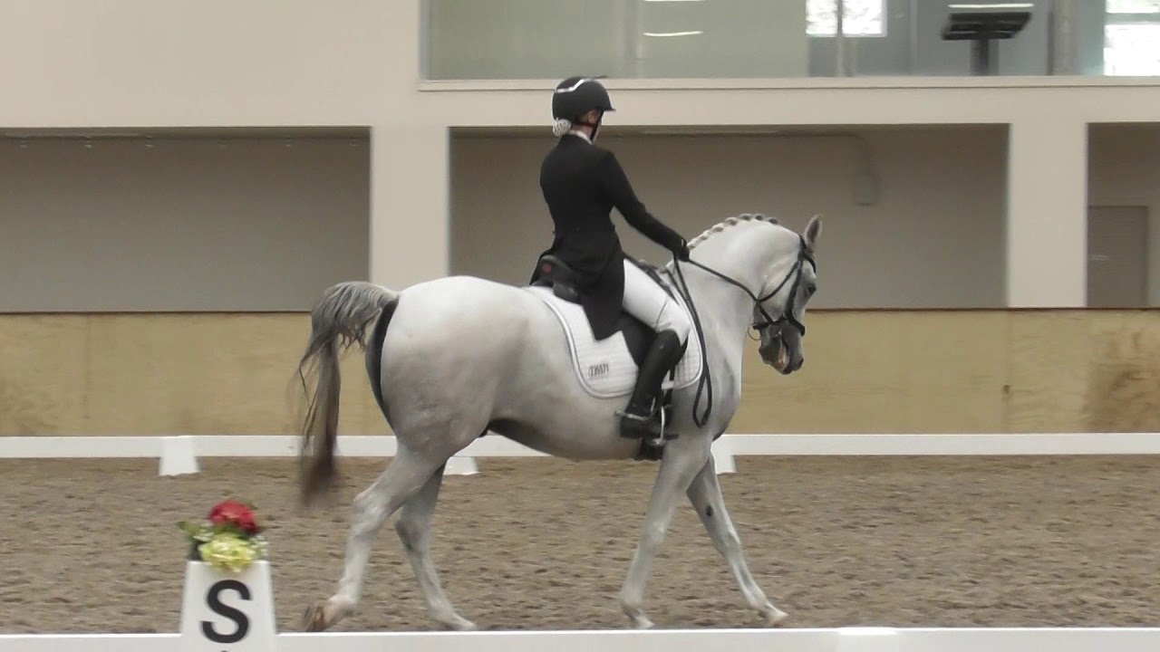 Arabian horse advanced dressage feb 2020