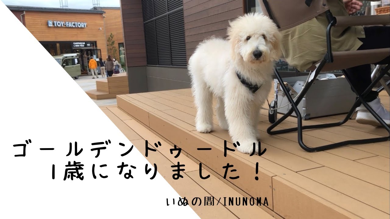 【ゴールデンドゥードル1歳になりました】成長記録