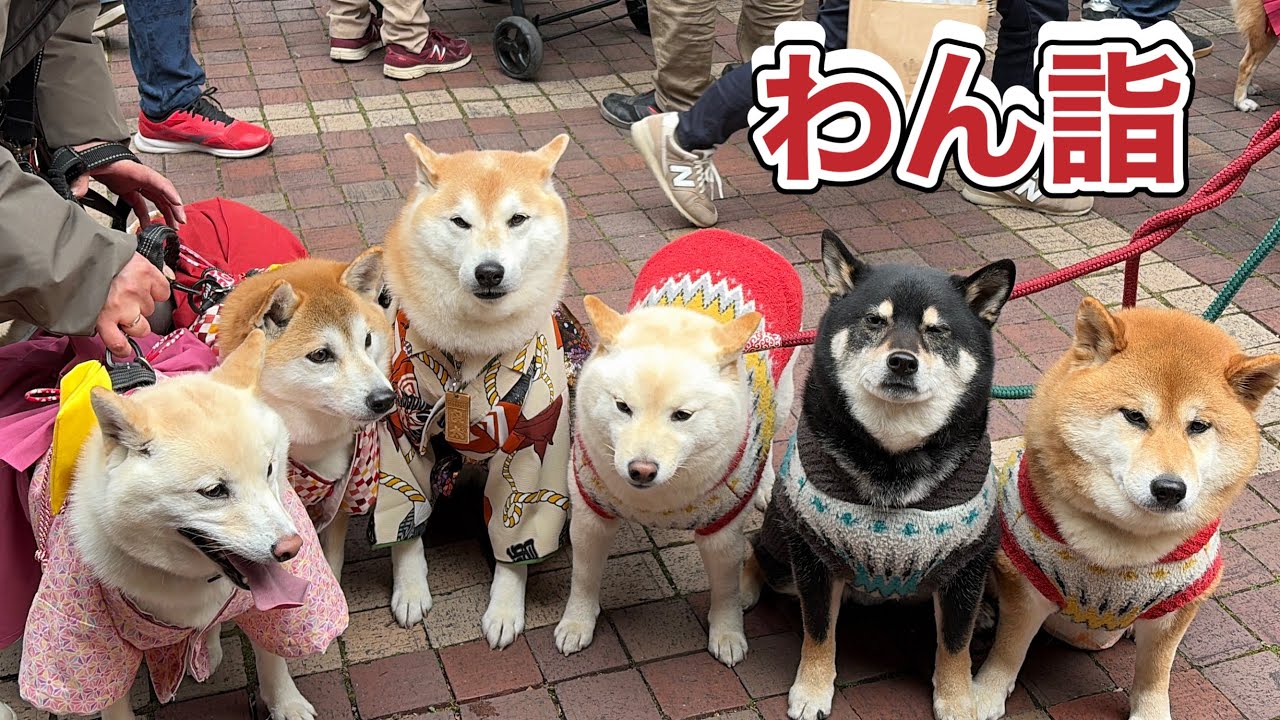 【3匹の柴犬】 金刀比羅わん詣に行ったよ⛩沢山のわんちゃんが来てたよ🐶柴犬オフ会もあったよ🐕