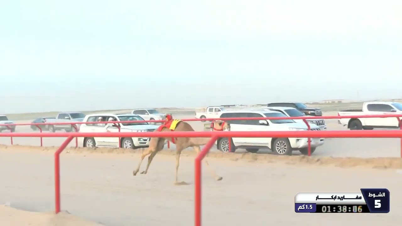 5 الشوط الخامس مفاريد ابكار السبت 28 02 2026