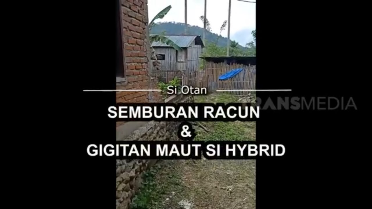 [FULL] Semburan Racun Dan Gigitan Maut Si Hybrid | SI OTAN (25/01/22)