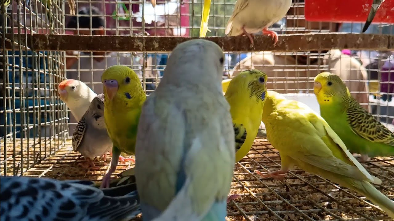 parakeet / ducklett / hens / pet birds / different type of pet birds market / erragadda birds market