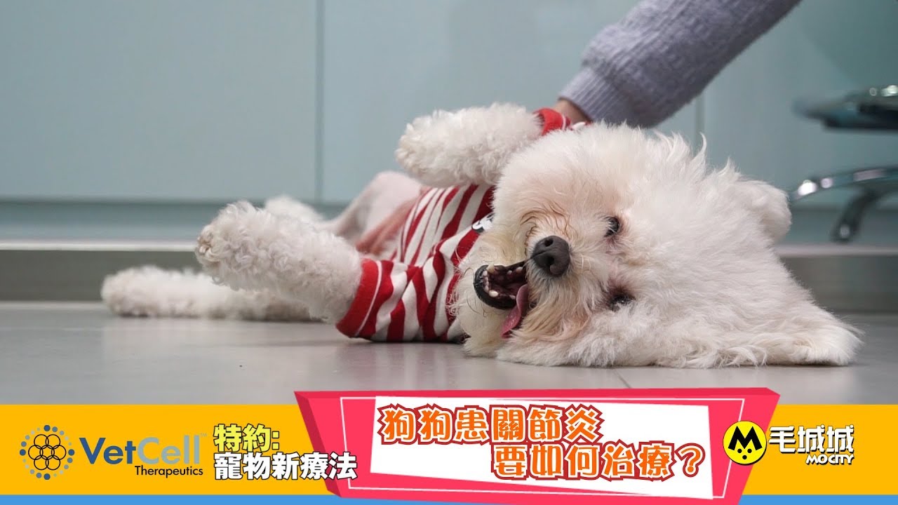 【寵物新療法】狗狗患關節炎要如何治療？