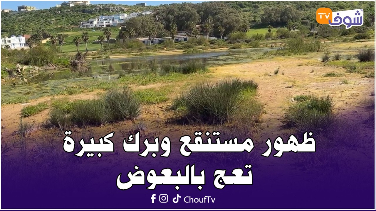 مباشرة من الواليدية: ظهور مستنقع وبرك كبيرة تعج بالبعوض وتشكل خطرا كبيرا على الساكنة
