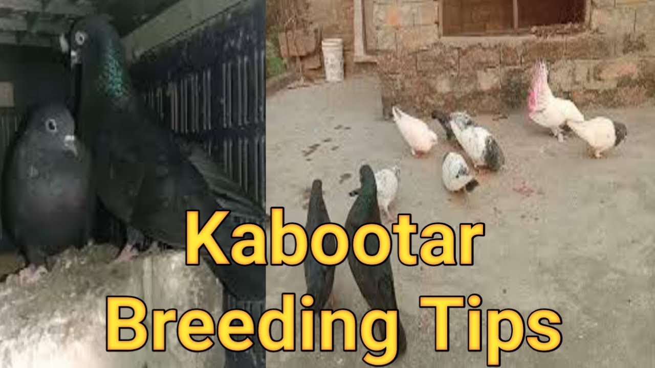 Pigeons Breeding Tips By VMG BIRDS || Kabootar Se Breeding Lene Ka Sahi Tariqa ???