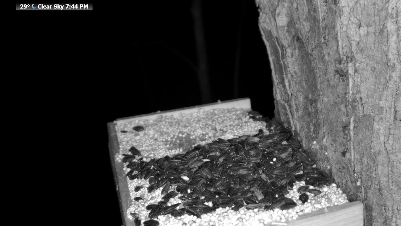 Wildlife Feeder: 🔴 24/7 Live | Birds, Deer, Flying Squirrels| Nicolet Forest, Northern Wisconsin