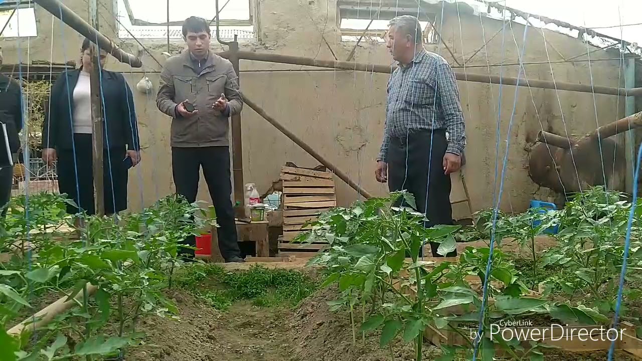 Томорқадан унумли фойдаланиш,  бақлажон етиштириш усуллари