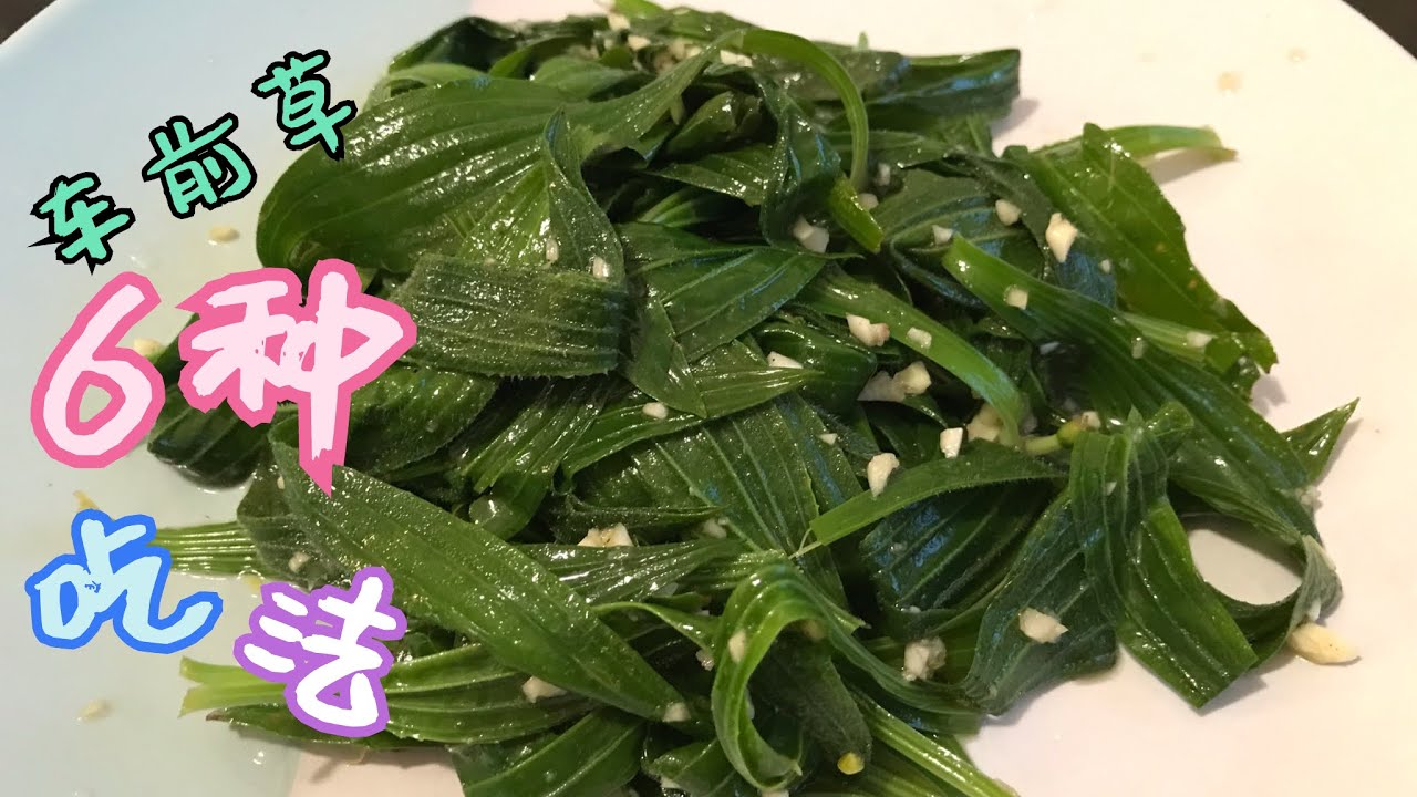 车前草的6种吃法