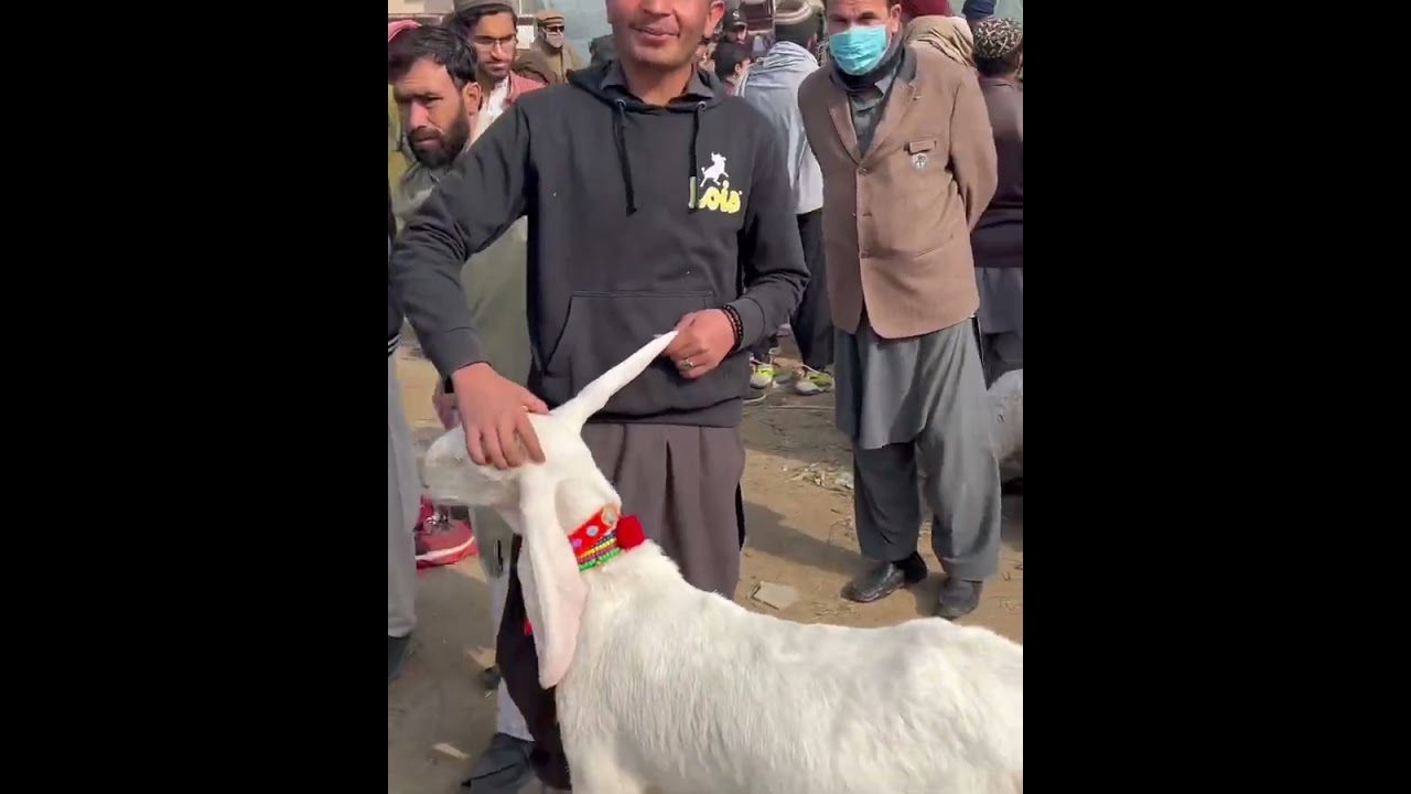 Kohat mandi visit 