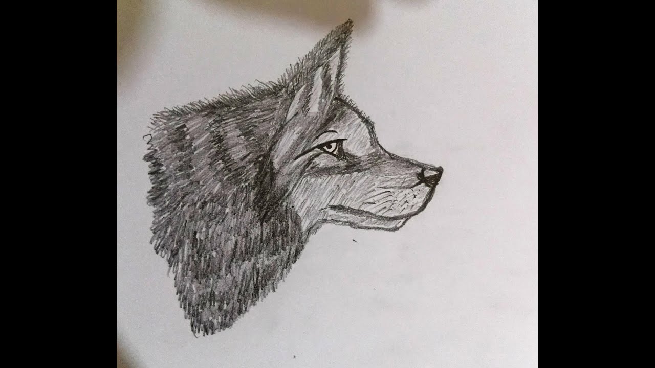 Wolf Simple Drawing using Pencil |How to draw Wolf using Pencil step by step for the Beginners |