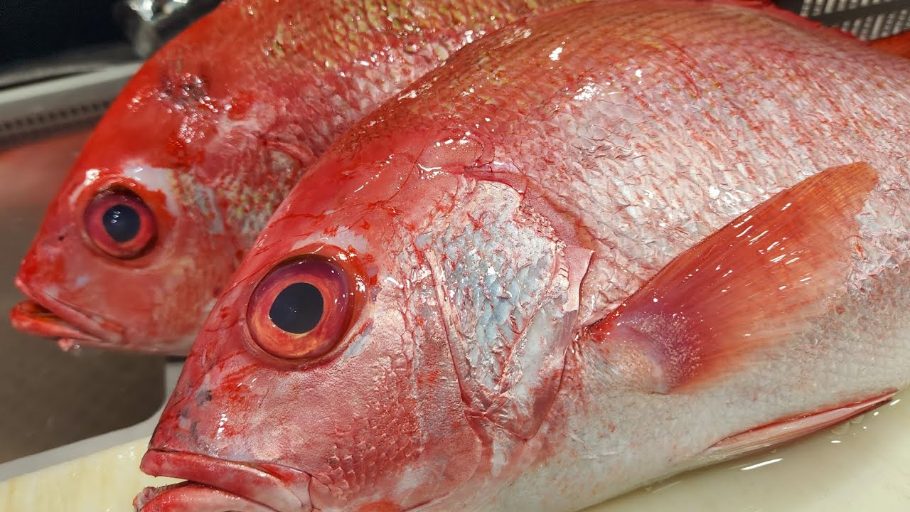 RED SNAPPER | How to fillet fresh Crimson Snapper | FISH MARKET