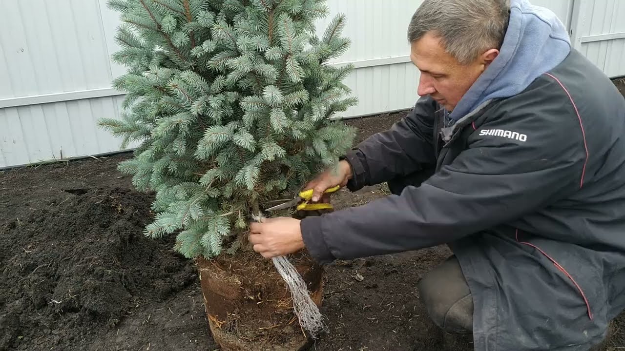 Ель Изели Фастигиата.Попытка № 2.