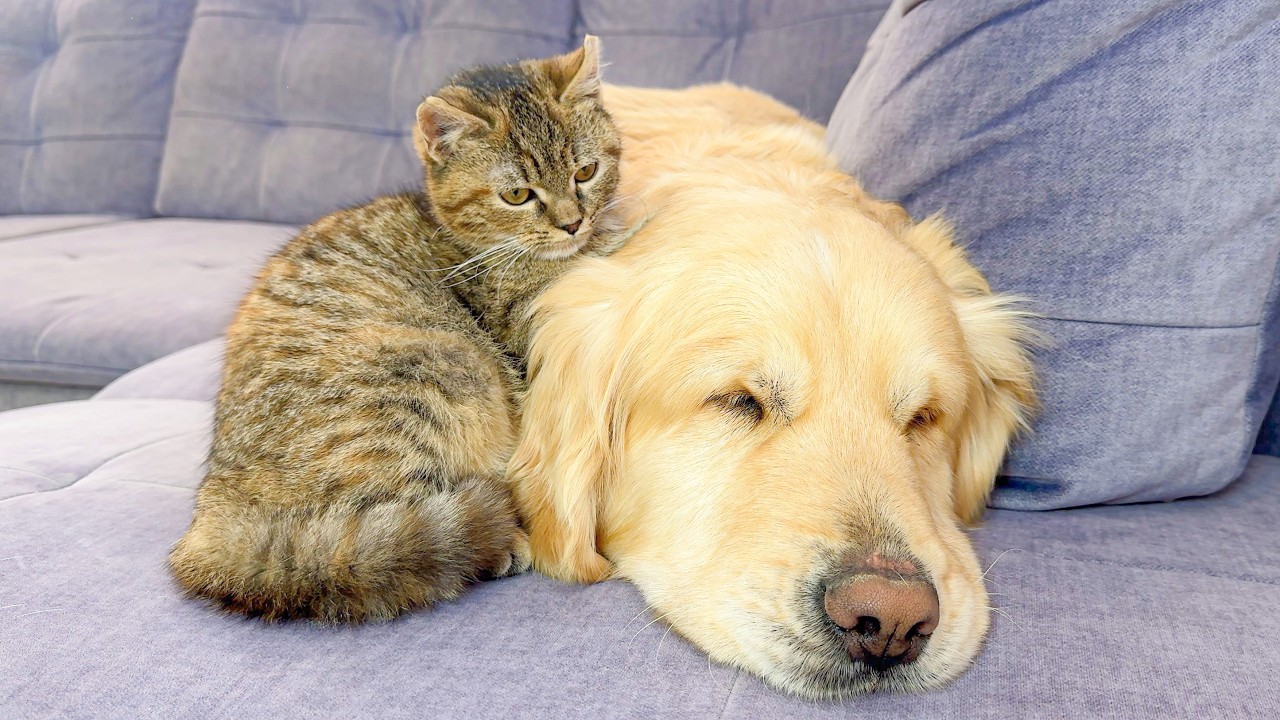 This Kitten Is OBSESSED with a Golden Retriever – Cutest Duo Ever!
