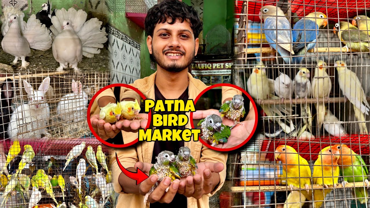 Patna Birds Market New Video || Birds Market Bihar Patna | पटना का चिड़िया बाजार |