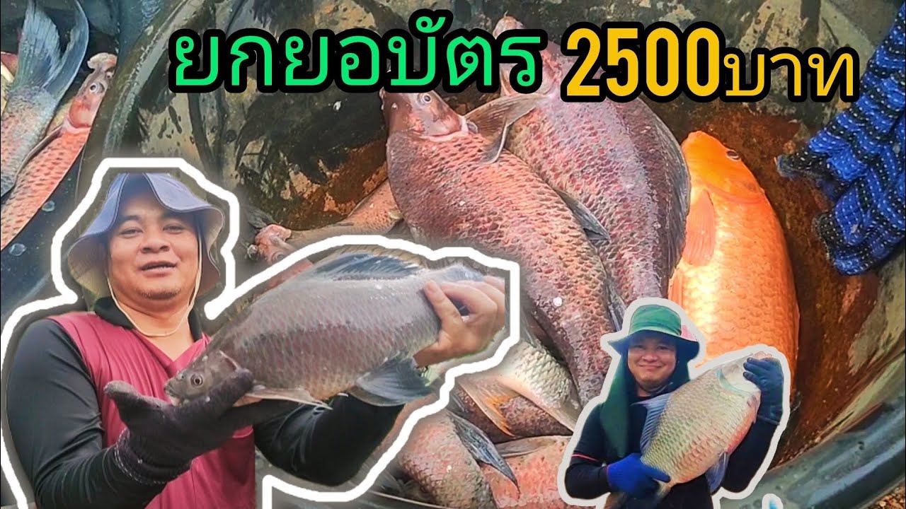 ยกยอบัตร2500บาทม่วนๆหมานๆ
