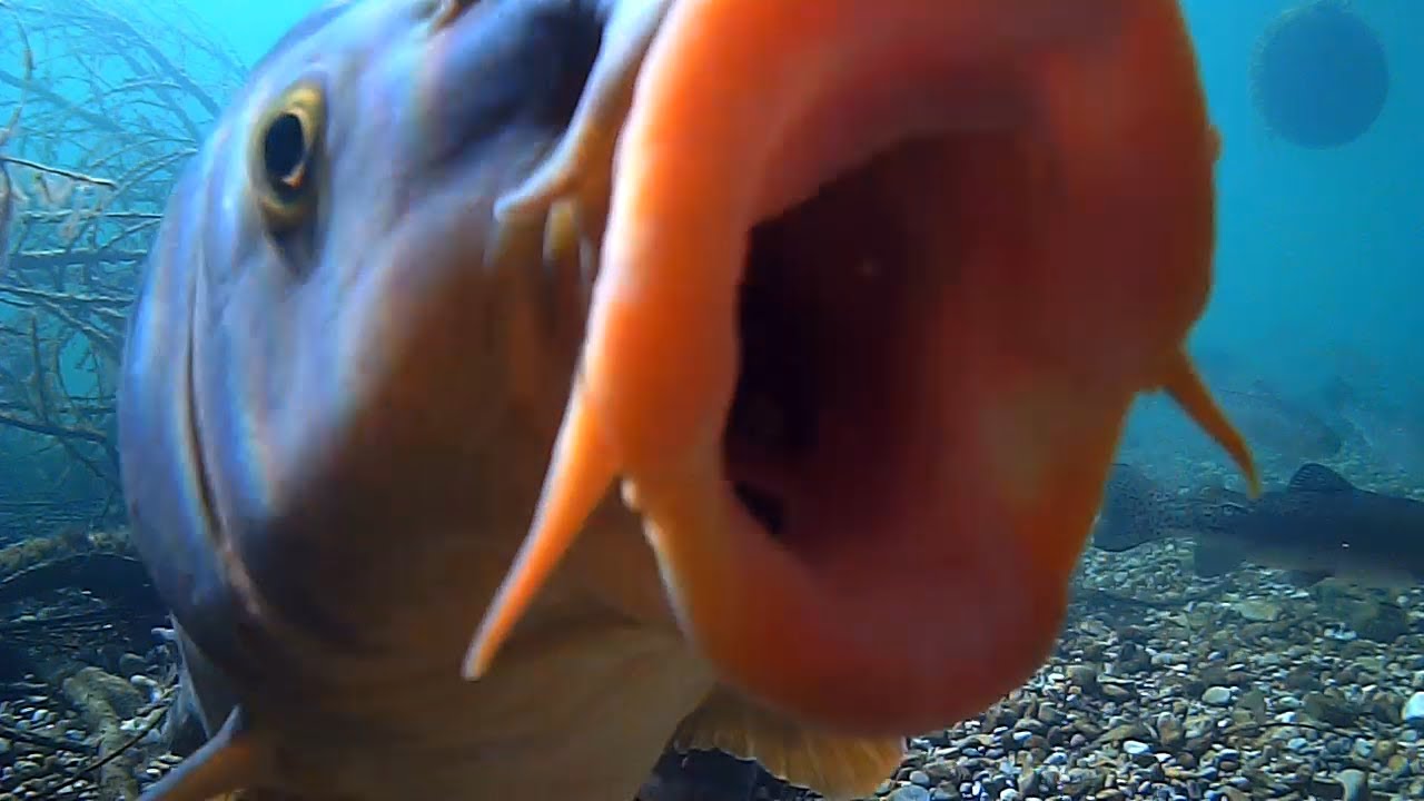 Salmoniden und Karpfen im Volkersee 2021