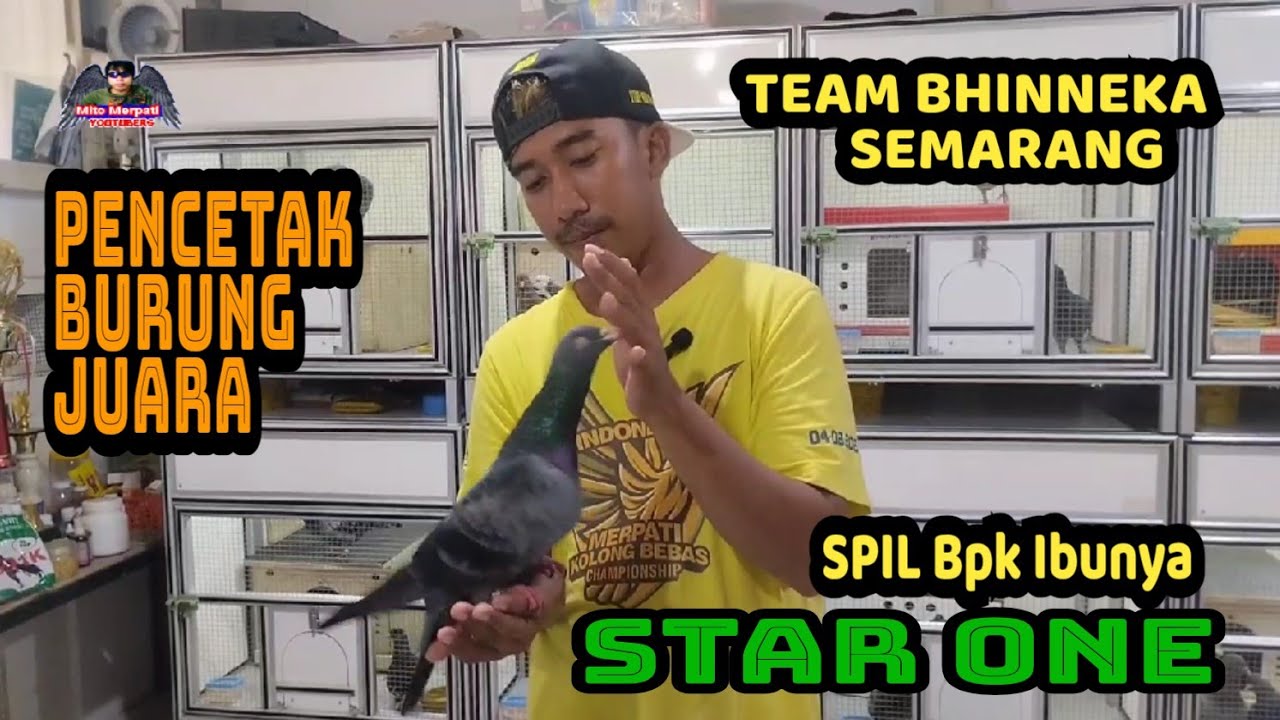 ❤️SPIL BPK IBUNYA STAR ONE ‼️SANG PENCETAK BURUNG JUARA‼️TEAM BHINNEKA SEMARANG 
