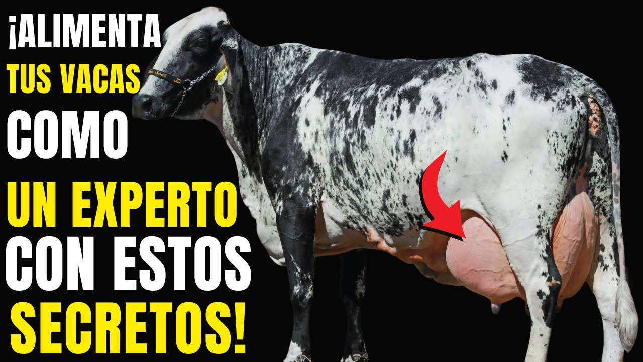 Alimentación Vacas Lecheras: 5 Claves para Más Leche y Rentabilidad