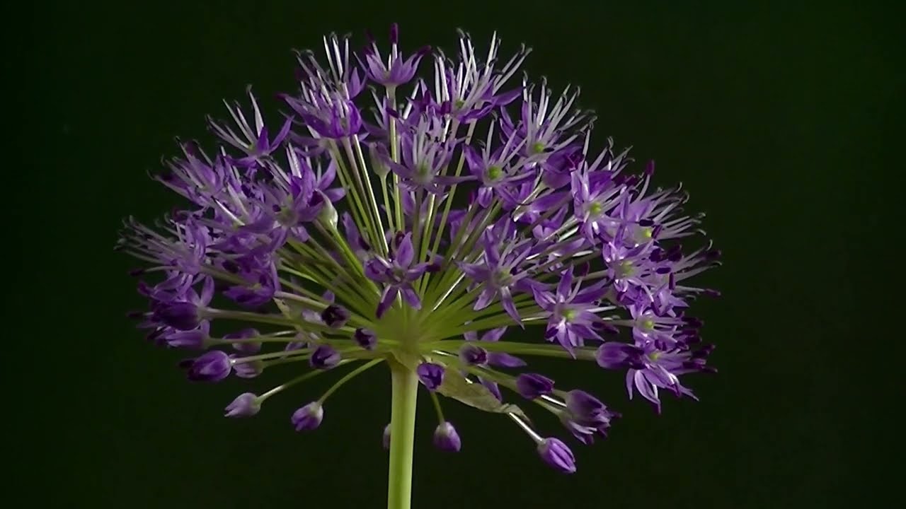 Onion Flowers Rejoice