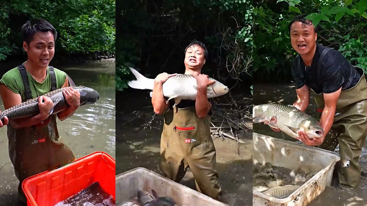 Thu mua ao cá nhỏ ngay đầu làng, không ngờ bên trong toàn cá khổng lồ