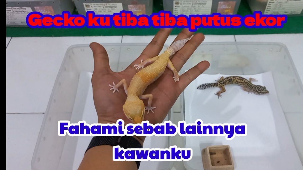 EKOR GECKO TIBA TIBA PUTUS FAHAMI PENYEBAB LAINNYA 
