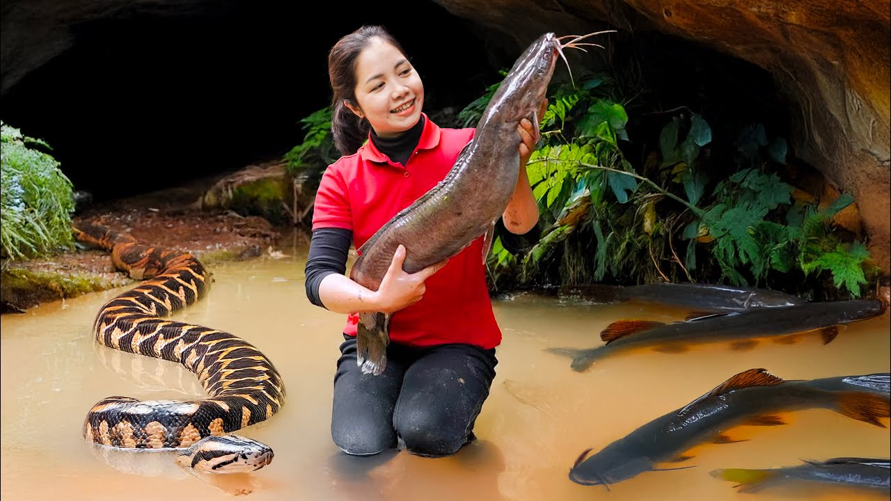 Full Video: Harvesting Large school of wild Catfish Goes to Market Sell | python lurking underwater