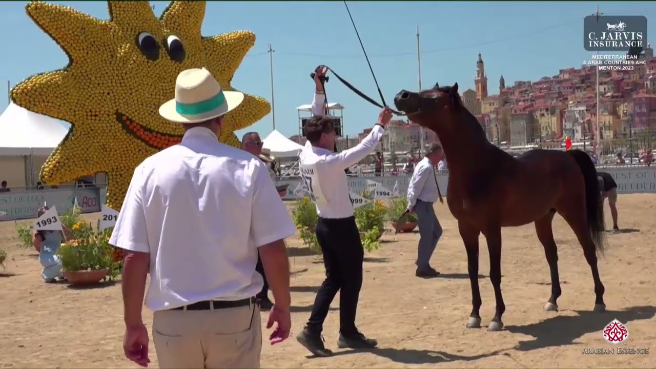 N 97 AL PICASSO   Mediterranean and Arab Countries AHC   Menton 2023   Stallions 8+ Years Old Class