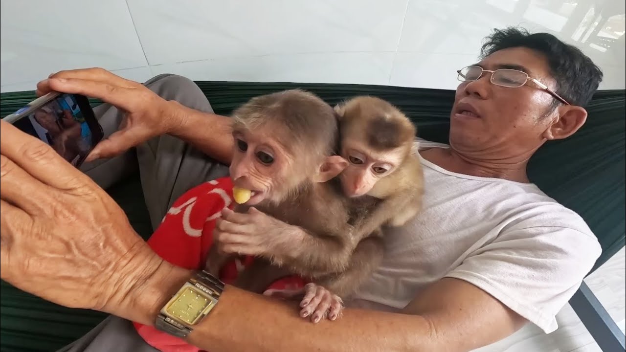 Baby monkey sleeps well in dad's arms