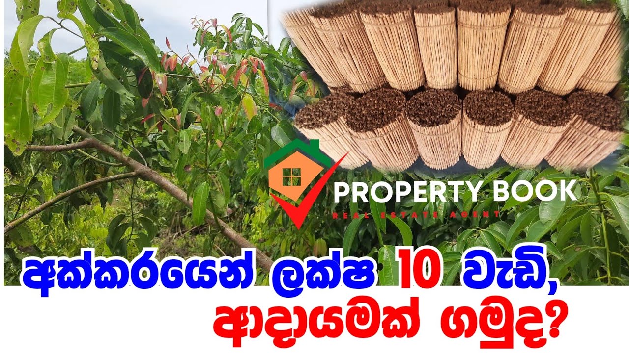 Cinnamon land for sale in sri lanka/land for sale in srilanka/lankawe kurudu idam/kurudu wathu/land