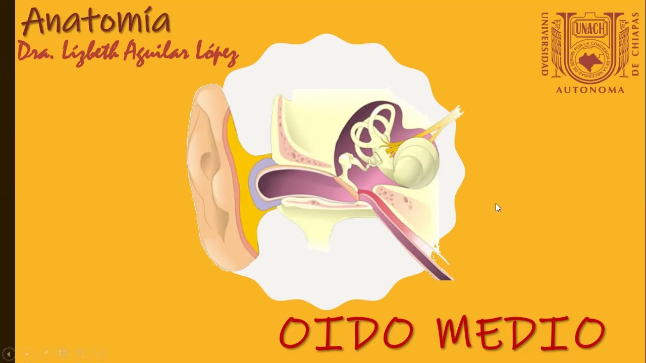 OIDO MEDIO