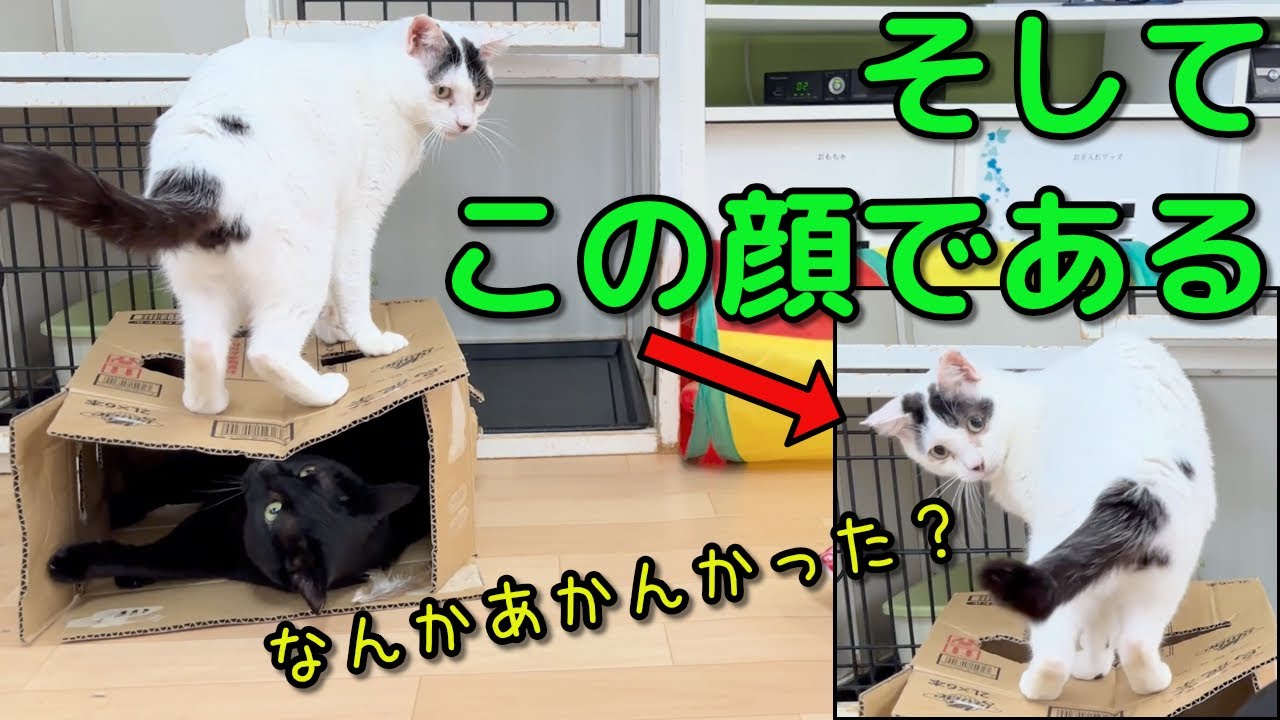 譲ってあげる優しい姉妹とマイペースなポン太