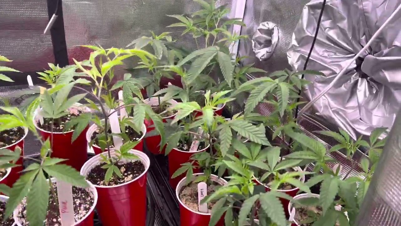 Getting ready for my new grow with the Kind Led X420
